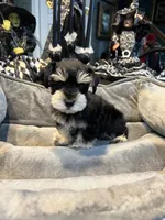 toy Dice, a male Miniature Schnauzer for sale in Canton, GA – Photo 4 of 4