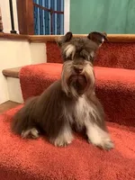 toy Dice, a male Miniature Schnauzer for sale in Canton, GA – Photo 2 of 4