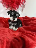 toy Dice, a male Miniature Schnauzer for sale in Canton, GA – Photo 1 of 4