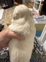 akc L toy Bella, a female Miniature Schnauzer for sale in Canton, GA – Photo 3 of 6