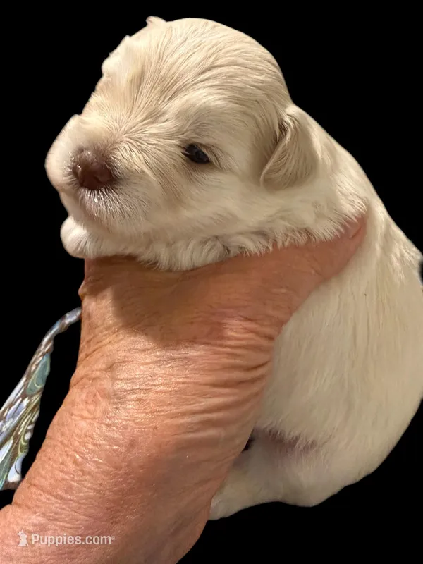 akc L toy Bella – Miniature Schnauzer puppy for sale in Canton, GA