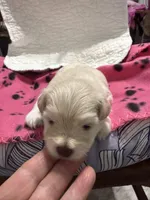 akc L toy Bella, a female Miniature Schnauzer for sale in Canton, GA – Photo 4 of 6