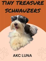 akc L toy Bella, a female Miniature Schnauzer for sale in Canton, GA – Photo 5 of 6