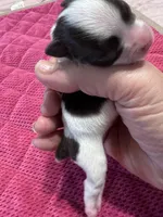 AKC teacup Sasha, a female Miniature Schnauzer for sale in Canton, GA – Photo 4 of 6