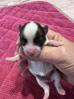 AKC teacup Sasha, a female Miniature Schnauzer for sale in Canton, GA – Photo 5 of 6