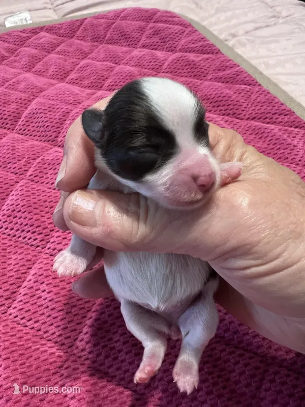 AKC teacup Sasha, a female Miniature Schnauzer for sale in Canton, GA – Photo 1 of 6