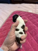 AKC teacup Sasha, a female Miniature Schnauzer for sale in Canton, GA – Photo 3 of 6