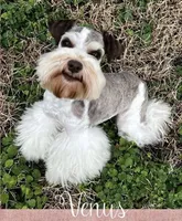 AKC teacup Sasha, a female Miniature Schnauzer for sale in Canton, GA – Photo 2 of 6