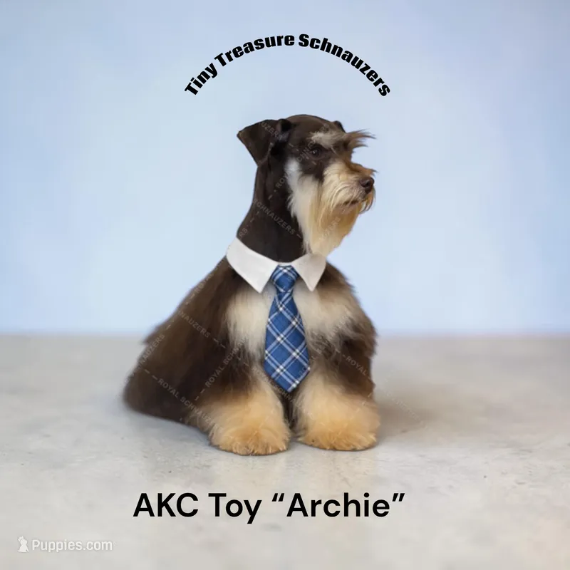 mid september litter – Miniature Schnauzer puppy for sale in Canton, GA