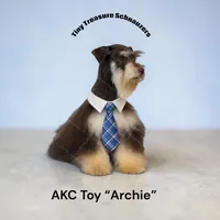 mid september litter, a  Miniature Schnauzer for sale in Canton, GA – 1 of 2