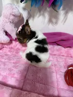 tiny tiny Jasmin, a female Biewer for sale in Canton, GA – 5 of 5