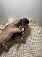 tiny toy Ellen, a female Miniature Schnauzer for sale in Canton, GA – 4 of 7