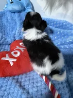 tiny Jack, a male Biewer for sale in Canton, GA – 3 of 5