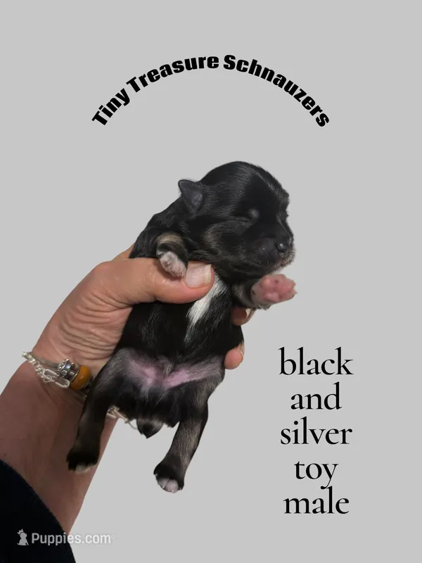 smalltoyBanjo – Miniature Schnauzer puppy for sale in Canton, GA