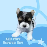 akc tiny  Jack, a male Biewer for sale in Canton, GA – Photo 2 of 6