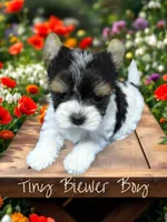akc tiny  Jack, a male Biewer for sale in Canton, GA – Photo 1 of 6