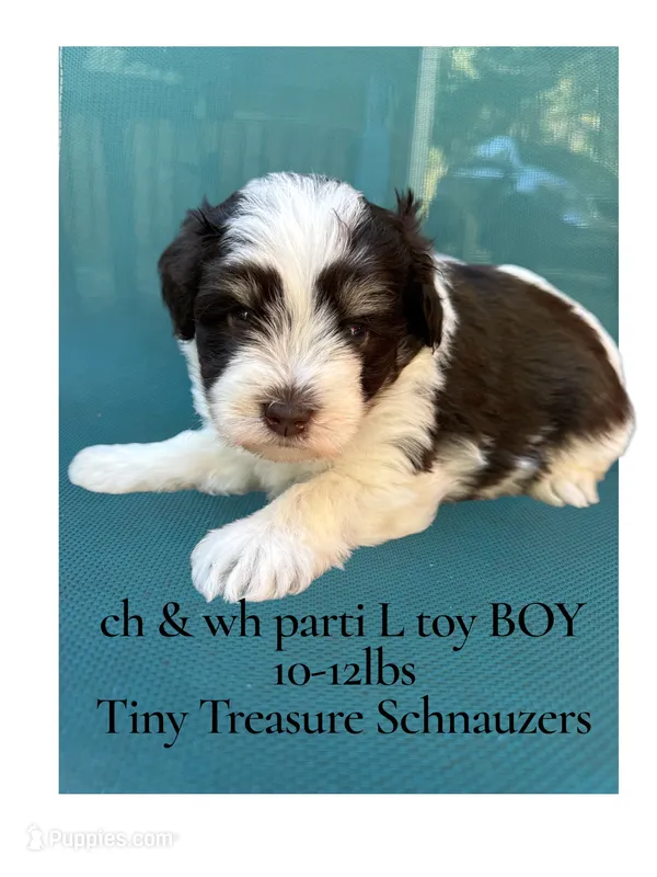 toy Simon – Miniature Schnauzer puppy for sale in Canton, GA