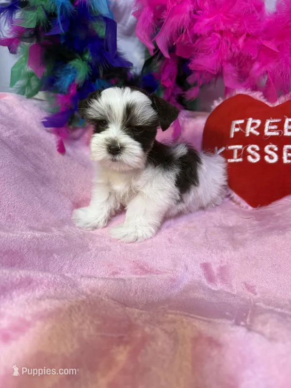 teacup/toy Daisy – Miniature Schnauzer puppy for sale in Canton, GA
