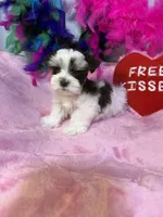 teacup/toy Daisy, a female Miniature Schnauzer for sale in Canton, GA – 1 of 5
