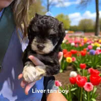 toy Bella, a female Miniature Schnauzer for sale in Canton, GA – Photo 3 of 9