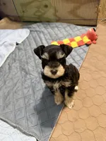 toy Bella, a female Miniature Schnauzer for sale in Canton, GA – Photo 1 of 9