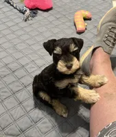 toy Bella, a female Miniature Schnauzer for sale in Canton, GA – Photo 8 of 9