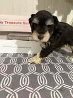 toy Bella, a female Miniature Schnauzer for sale in Canton, GA – Photo 6 of 9