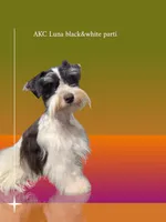 toy Bella, a female Miniature Schnauzer for sale in Canton, GA – Photo 4 of 9