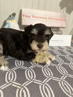 toy Bella, a female Miniature Schnauzer for sale in Canton, GA – Photo 2 of 9