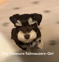 toy Bella, a female Miniature Schnauzer for sale in Canton, GA – Photo 9 of 9