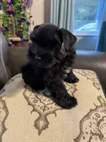 AKCsmalltoyCoal, a male Miniature Schnauzer for sale in Canton, GA – 4 of 10