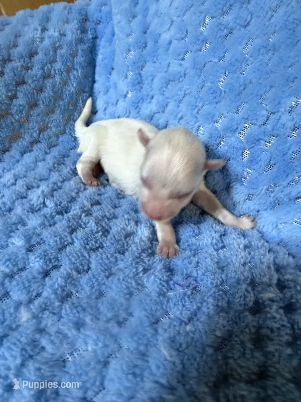tiny toy Davie – Miniature Schnauzer puppy for sale in Canton, GA