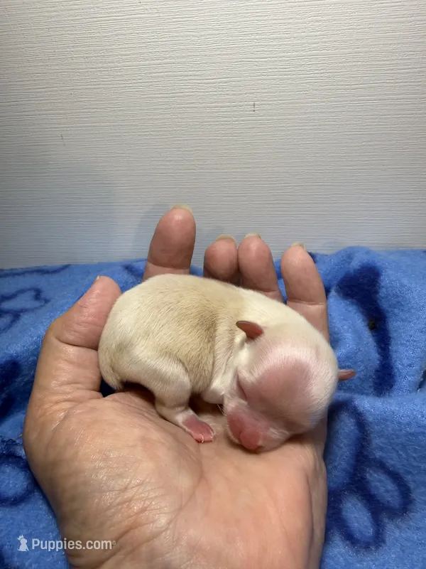 tiny toy snowball – Miniature Schnauzer puppy for sale in Canton, GA