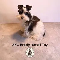 tiny toy jasper, a male Miniature Schnauzer for sale in Canton, GA – 5 of 6