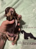 Bella, a female Miniature Schnauzer for sale in Canton, GA – Photo 3 of 6