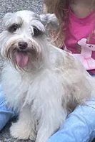 Bella, a female Miniature Schnauzer for sale in Canton, GA – Photo 5 of 6