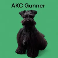 Bella, a female Miniature Schnauzer for sale in Canton, GA – Photo 6 of 6