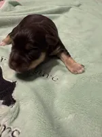 Bella, a female Miniature Schnauzer for sale in Canton, GA – Photo 4 of 6