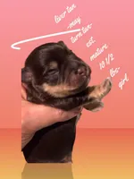 Bella, a female Miniature Schnauzer for sale in Canton, GA – Photo 2 of 6