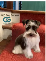 smalltoyCoal, a male Miniature Schnauzer for sale in Canton, GA – 2 of 4