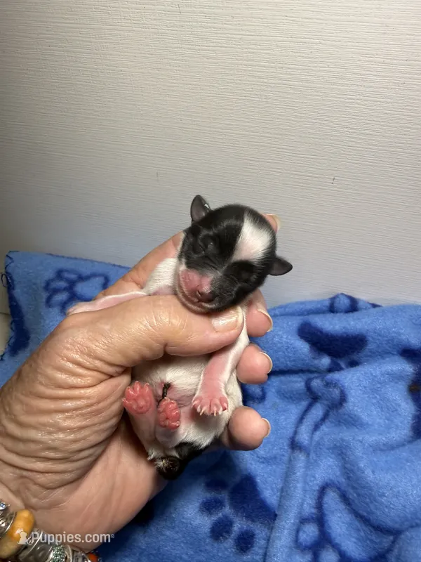 tiny toy Davy – Miniature Schnauzer puppy for sale in Canton, GA