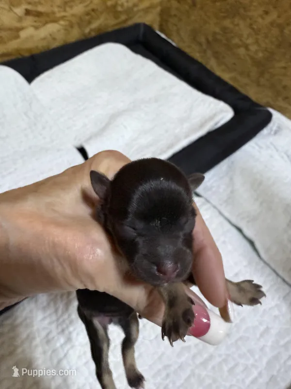 toy Piper, a female Miniature Schnauzer for sale in Canton, GA – Photo 1 of 4