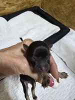 toy Piper, a female Miniature Schnauzer for sale in Canton, GA – Photo 1 of 4