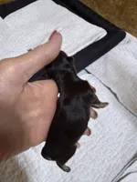 toy Piper, a female Miniature Schnauzer for sale in Canton, GA – Photo 3 of 4