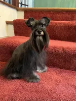 toy Piper, a female Miniature Schnauzer for sale in Canton, GA – Photo 2 of 4