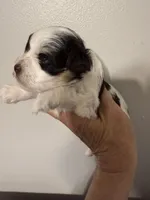 Akc toy buddy, a male Miniature Schnauzer for sale in Canton, GA – Photo 3 of 6