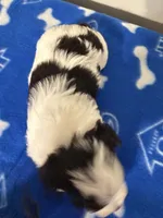 Akc toy buddy, a male Miniature Schnauzer for sale in Canton, GA – Photo 4 of 6