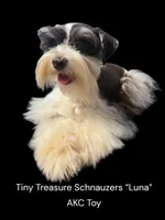 Akc toy buddy, a male Miniature Schnauzer for sale in Canton, GA – Photo 2 of 6