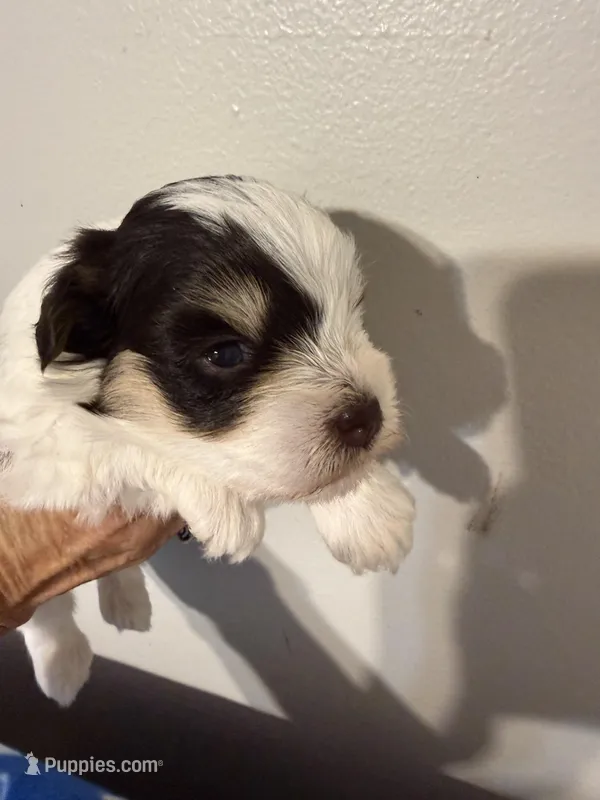 Akc toy buddy – Miniature Schnauzer puppy for sale in Canton, GA