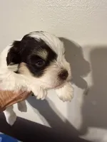 Akc toy buddy, a male Miniature Schnauzer for sale in Canton, GA – Photo 1 of 6